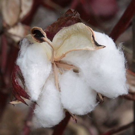 Bawełna indyjska Gossypium herbaceum 5szt nasion