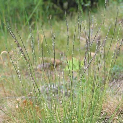 Bliźniczka psia trawka