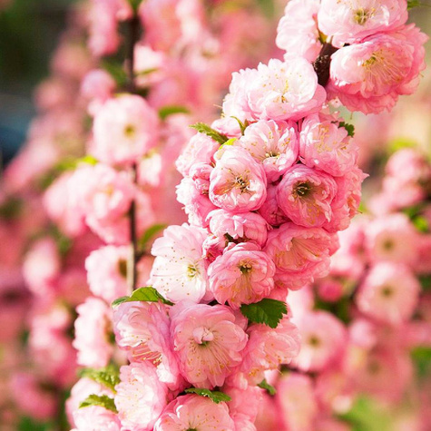 Migdałek różowy szczepiony na pniu