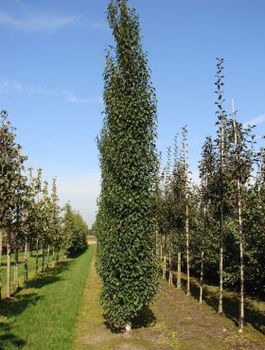 Brzoza brodawkowata Fastigiata (C2)