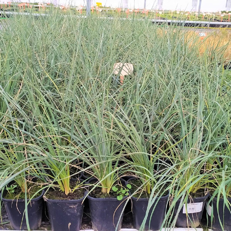 Juka Srebrzysta (C2)