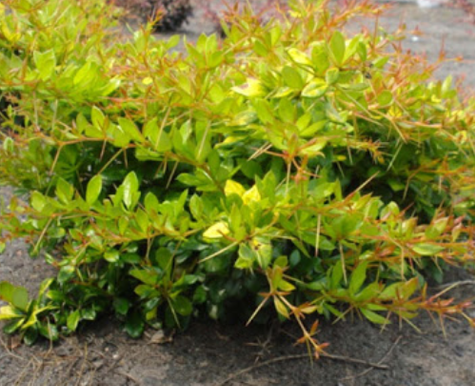 Berberys thunberga Dual Jewel