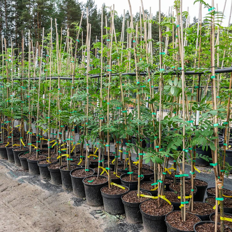 Jarząb Pospolity Edulis