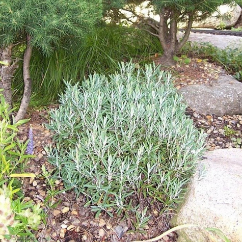 Modrzewnica pospolita 'Blue Ice' (C2)