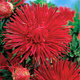 Aster chiński igiełkowy wysoki czerwony 1g