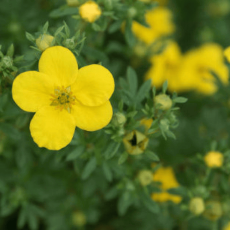 Pięciornik krzewiasty Elizabeth