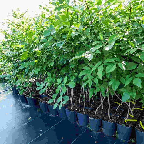 Morwa czerwona w doniczce dla diabetyków soki przetwory