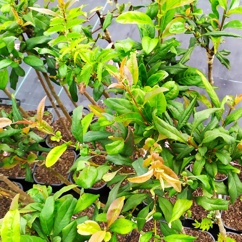 Pigwowiec okazały Nivalis Szczepiony na pniu PA60 (C2)