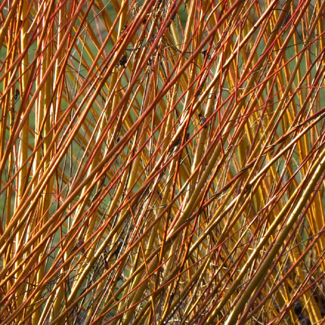 Wierzba Flame czerwone pędy (C2)