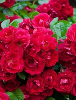 Zestaw Róża okrywowa The Fairy Red czerwona 6 szt
