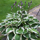 Funkia Hosta Francee (C2)