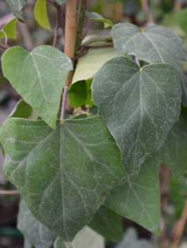 Bluszcz kolchidzki Denata