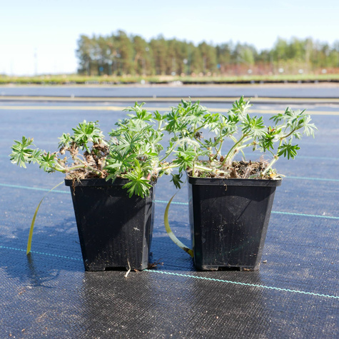 Bodziszek czerwony Elke (C2)