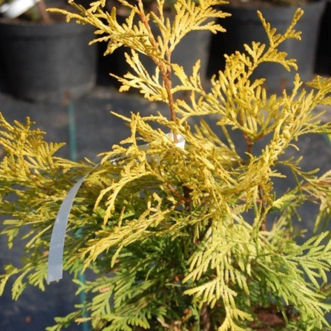 Thuja Tuja Żywotnik zachodni Sunkist (C2)