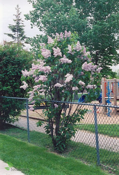 Lilak pospolity Bez Krasawitsa Moskvy (C20)