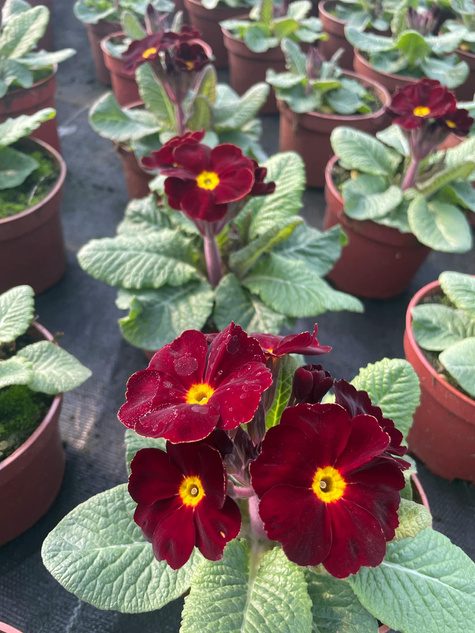 Prymulka wieloletnia burgundowa Pierwiosnek sadzonka w doniczce