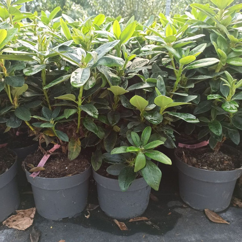 Rododendron 'Saffrano'