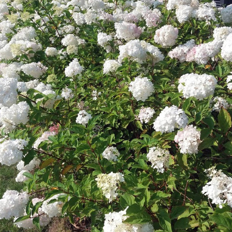 Hortensja bukietowa Rastede (P9)