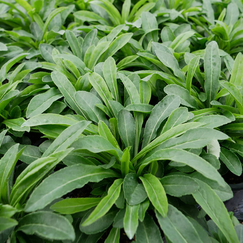 Dzwonek brzoskwiniolistny (C2)