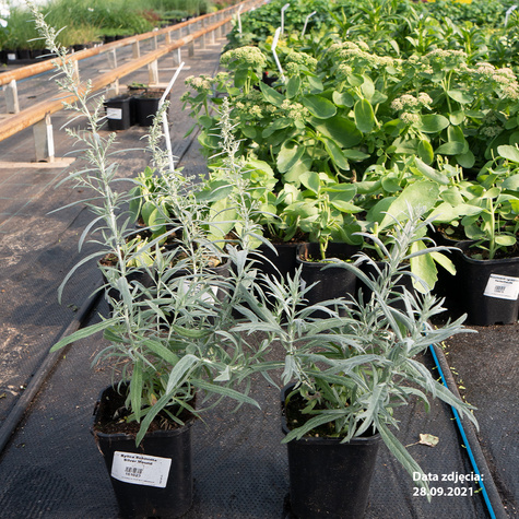 Bylica Schmidta Silver Mound (C2)