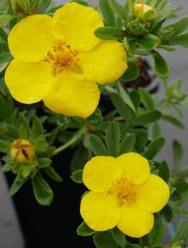 Pięciornik krzewiasty 'Goldstar' (C1.7)