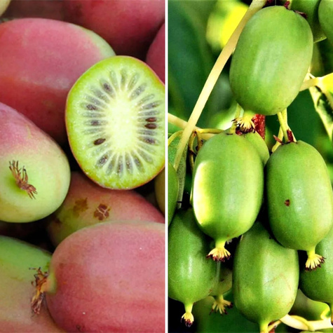 Zestaw Mini Kiwi – Ananasnaya żeńska i Weiki męska
