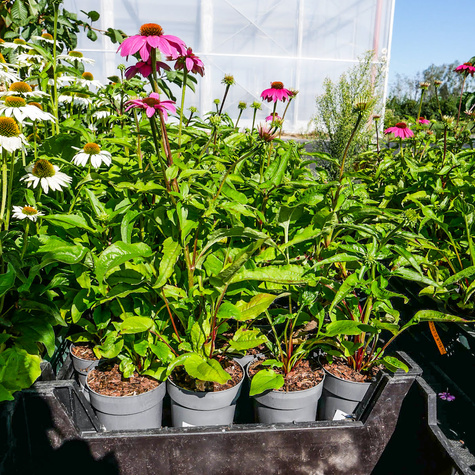 Jeżówka purpurowa (C2)