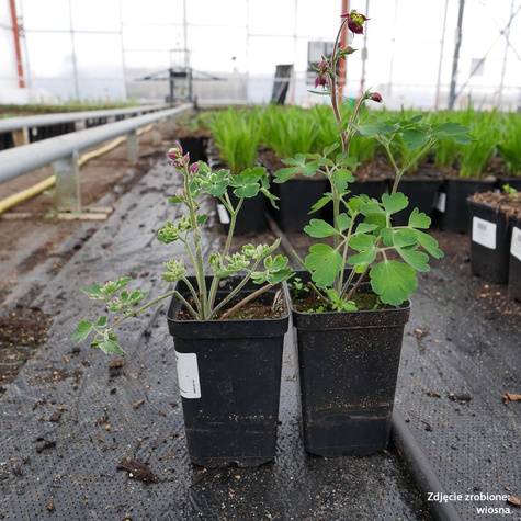 Orlik pospolity Crimson Star (C2)