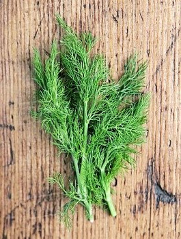 Koper ogrodowy Moravan średniopóźny 5g