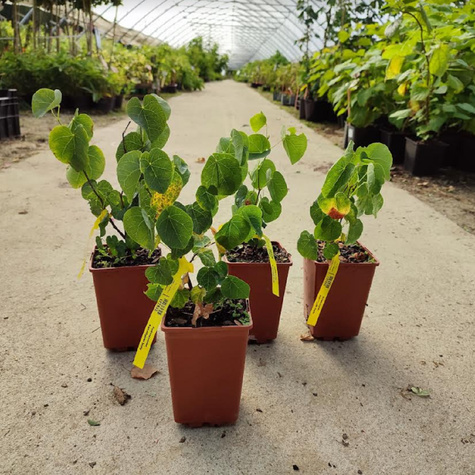 Judaszowiec kanadyjski biały (C2)