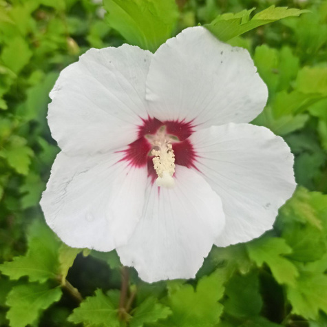 Ketmia syryjska Hibiskus Red Heart