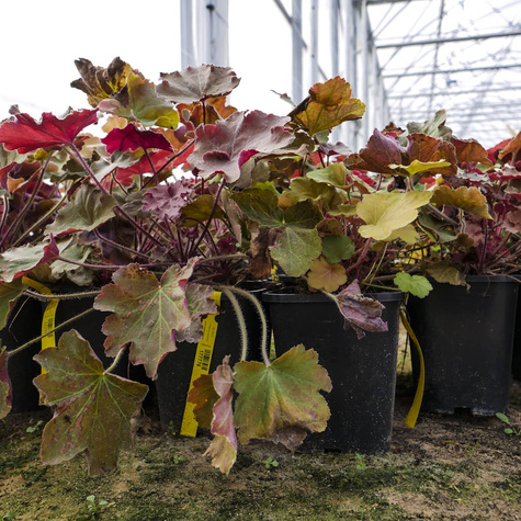 Żurawka ogrodowa Caramel (C2)