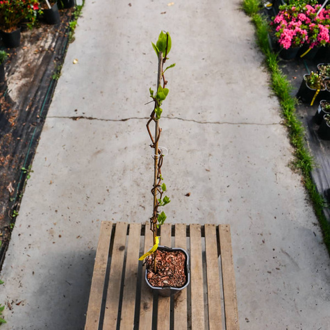 MINI KIWI Aktinidia Ostrolistna Kokuwa obupłciowa (C2)