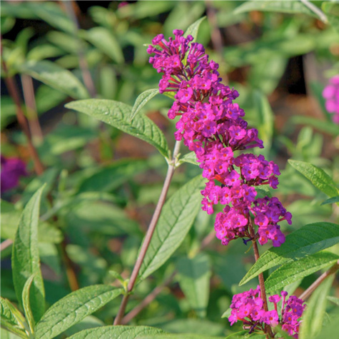 Budleja Dawida Summer Bird Magenta karłowa (C2)