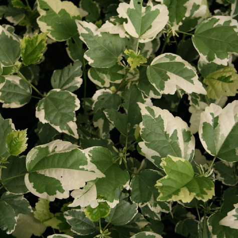 Ketmia syryjska Purpureus Variegatus (P9)