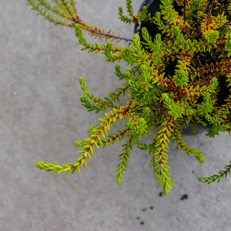 Bażyna Czarna roślina lecznicza (C2)