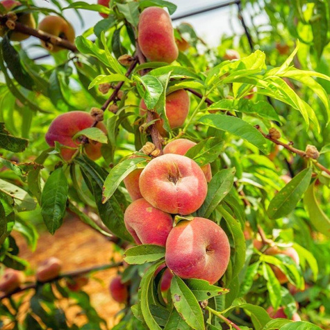 Brzoskwinia płaskowowocowa Paraguayo UFO w doniczce