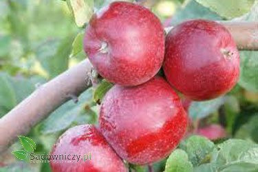 Jabłoń Cortland doniczka