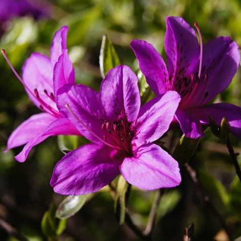 Azalia japońska Awangardowa fioletowa (C2)