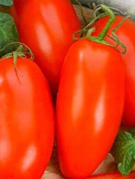 Pomidor gruntowy Scatolone 2 05g