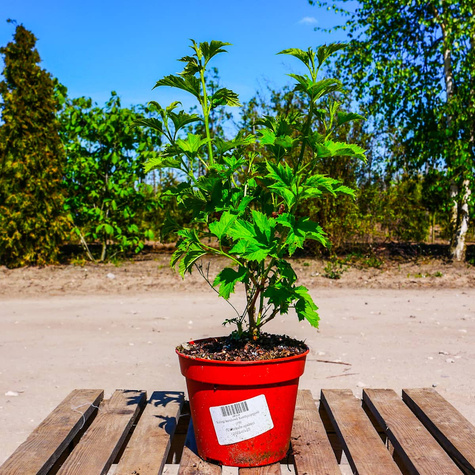 Kalina koralowa Xanthocarpum (C2)