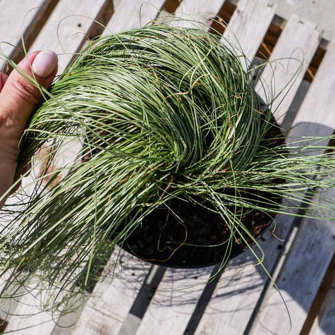 Turzyca włosowa Mint Curls (C2)