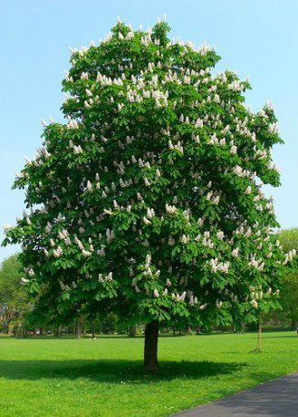 Kasztanowiec biały zwyczajny (C2)