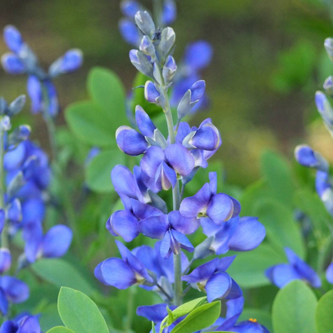 Baptysja Blueberry Sunda