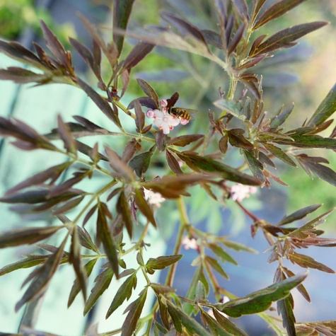 Bez Czarny Black Lace (P9)