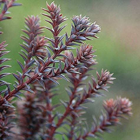 Cyprysik żywotnikowaty Red Star (C2)