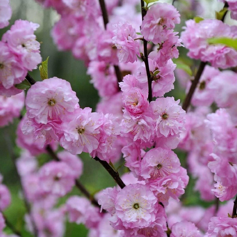 Migdałek różowy szczepiony na pniu