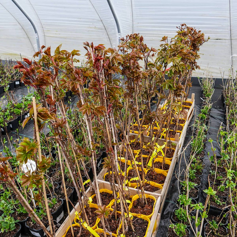 Winobluszcz pięciolistkowy Yellow Wall (C2)