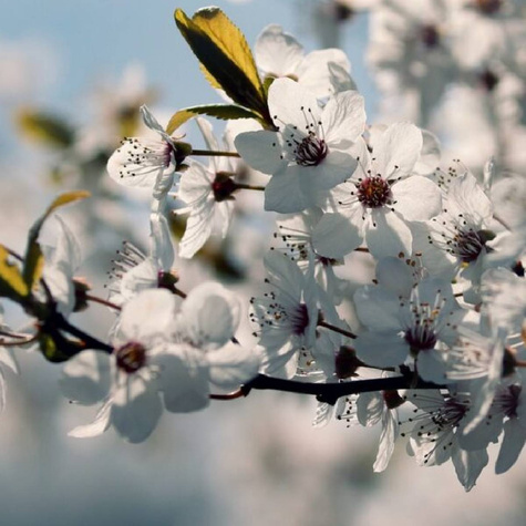 Śliwa Węgierka Zwykła w doniczce (C2)