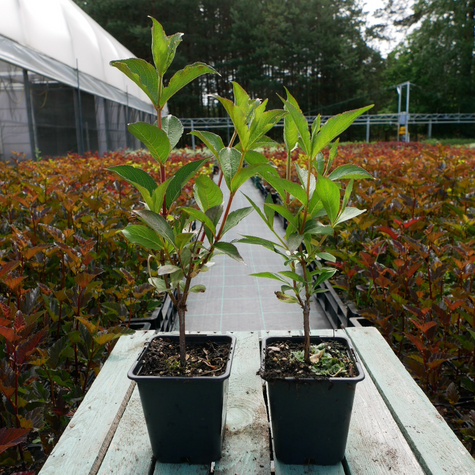 Krzewuszka cudowna Styriaca (P9)